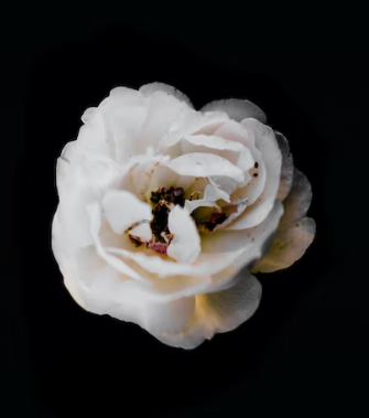 flor_blanca_fondo_negro